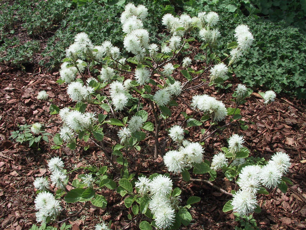 Fothergilla gardenii - junge Pflanze voll Blueten.jpg